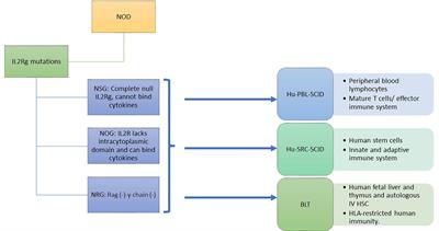 Preclinical Models to Evaluate the Human Response to Autoantigen and Antigen-Specific Immunotherapy in Human Type 1 Diabetes